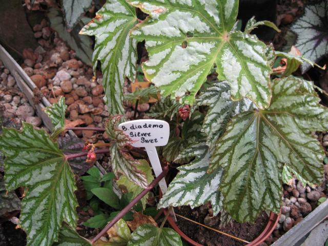 Begonia diadema Silver Swet